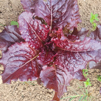 Outredgeous – Organic Lettuce Seed