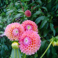Rosy Delight Ball Dahlia