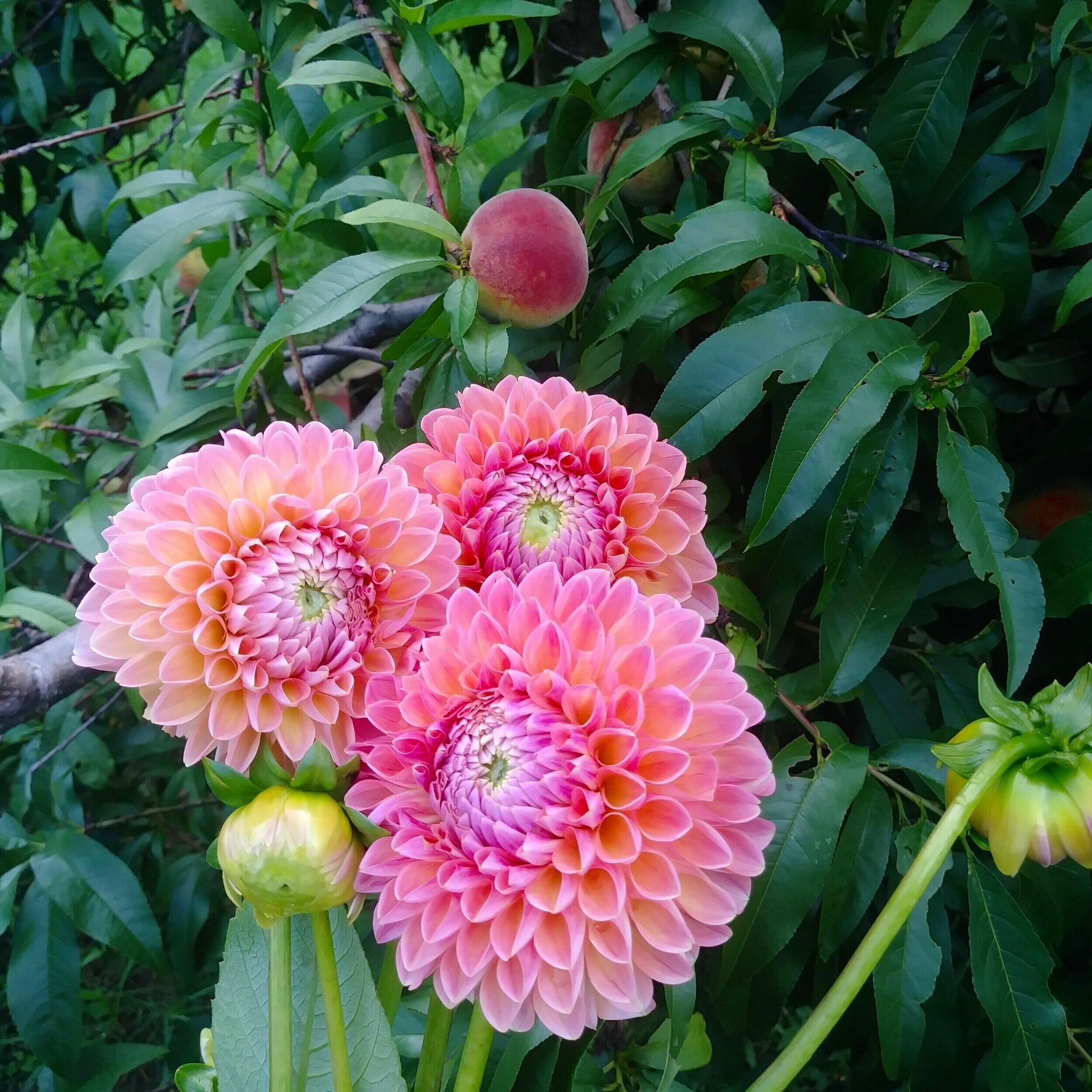 Rosy Delight Ball Dahlia
