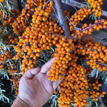 Sea Buckthorn