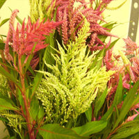 Celosia- Pampas Plume