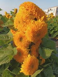 Sunflower- Teddy Bear