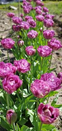 Negrita Double Tulip Seeds