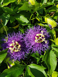 Heirloom Non-GMO Passion Flower Passiflora Seeds for Planting – Exotic Climbing Vine Blooms - Non-GMO for planting in home garden