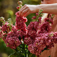 Vintage Brown – Stock Seed