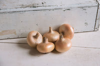 Gold Coin – Onion Seed