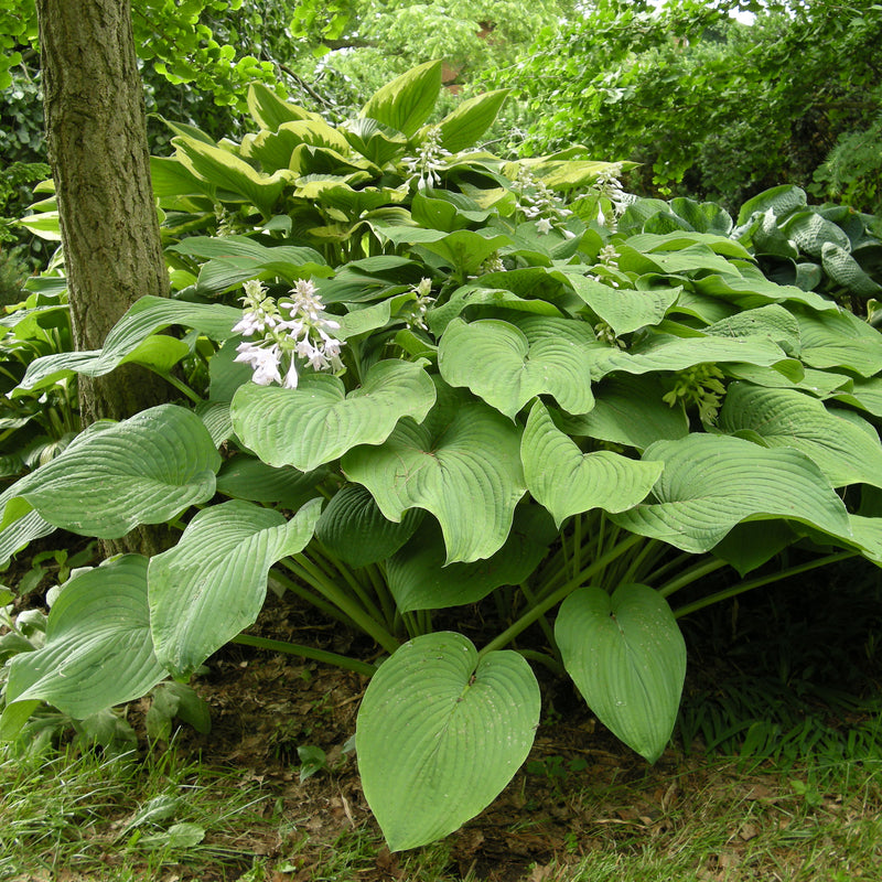 Kingsize Hosta
