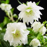 Great White Double Hellebore