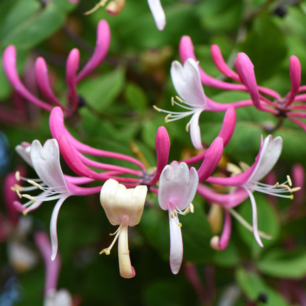 Heirloom Cape Honeysuckle Flower Seeds, Non-GMO Vibrant Blooms for Planting