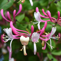 Heirloom Cape Honeysuckle Flower Seeds, Non-GMO Vibrant Blooms for Planting