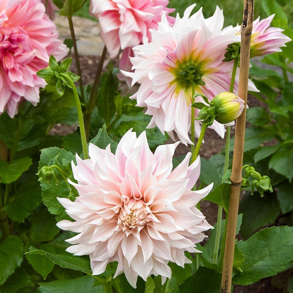 Dahlia- Cafe au Lait (Tuber)