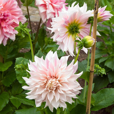 Dahlia- Cafe au Lait (Tuber)