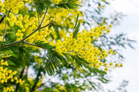 Heirloom Dealbata Mimosa Flower Seeds, Non-GMO Fragrant Yellow Blooms for Garden Planting for planting in home garden