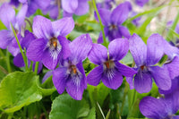 Heirloom Non-GMO Purple Viola Flower Seeds for Spring Planting – Vibrant Blooming Flower Seeds