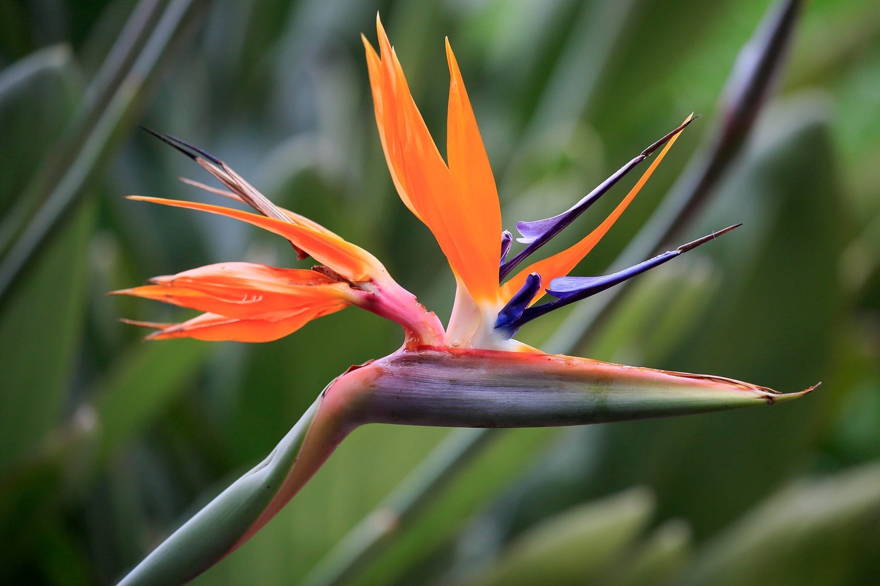 Heirloom Non-GMO Strelitzia Reginae Flower Seeds for Planting – Exotic Bird of Paradise Garden Blooms - Non-GMO for planting in home garden