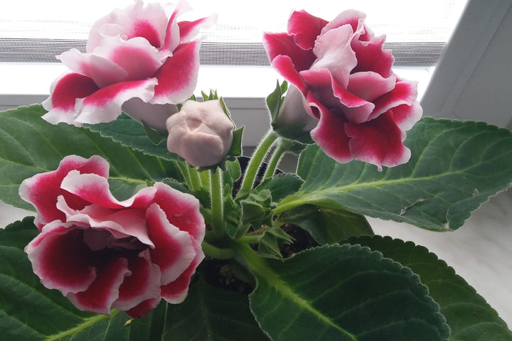 Heirloom Non-GMO Gloxinia Flower Seeds for Planting – Vibrant Indoor Blooming Houseplant Seeds