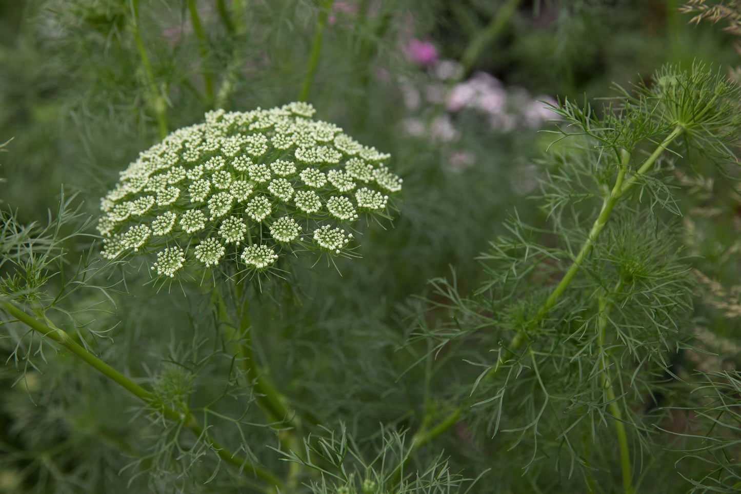 Heirloom Non-GMO Ammi Visnaga Flower Seeds for Planting – Lacy White Medicinal and Ornamental Blooms - Non-GMO for planting in home garden