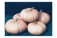 Long Island Cheese – Pumpkin Seed