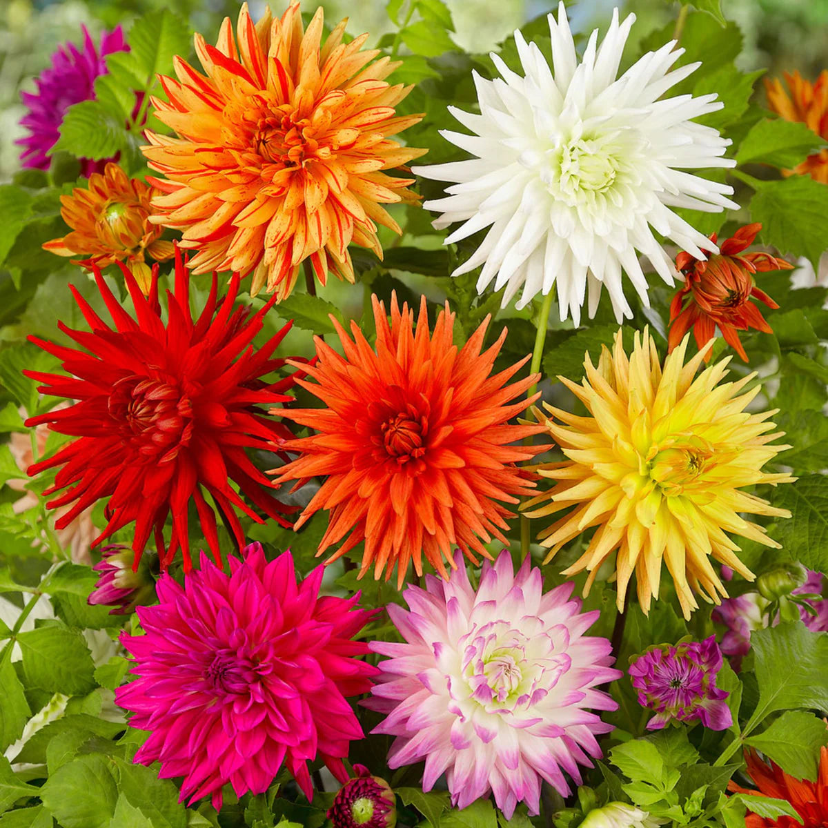 Fimbriata Dahlia Mixture