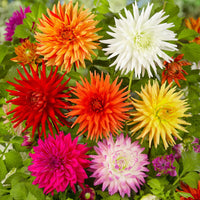 Fimbriata Dahlia Mixture