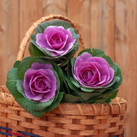 Crane Pink – Ornamental Kale Seed