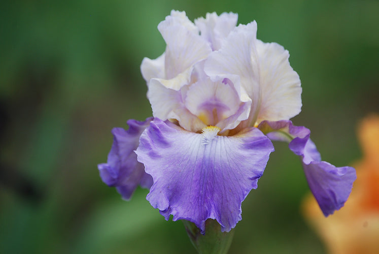 Mother Earth Reblooming Bearded Iris