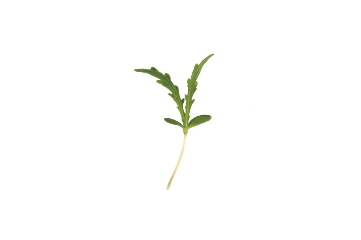 Shungiku – Microgreen Seed