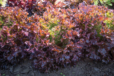 Ezflor – Organic Lettuce Seed