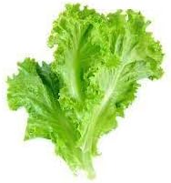 Lettuce Vegetable Seeds for Planting - 100 pcs