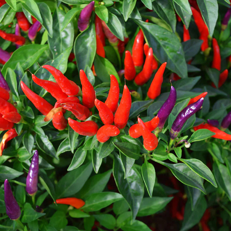 Sangria Hybrid Ornamental Pepper Seeds