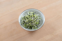 Onion – Sprouting Seeds