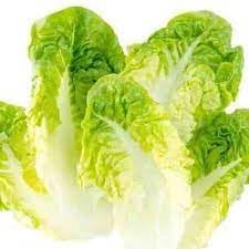 Butterhead Lettuce Lactuca sativa seeds for garden planting