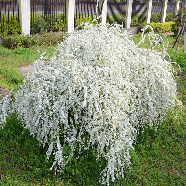 Forsythia Snow Willow-Snowflake Seeds