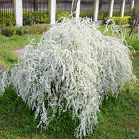 Forsythia Snow Willow-Snowflake Seeds