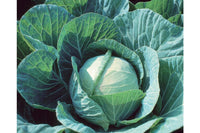 Farao – Organic Cabbage Seed