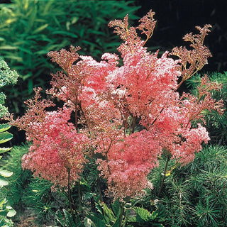 Queen of the Prairie