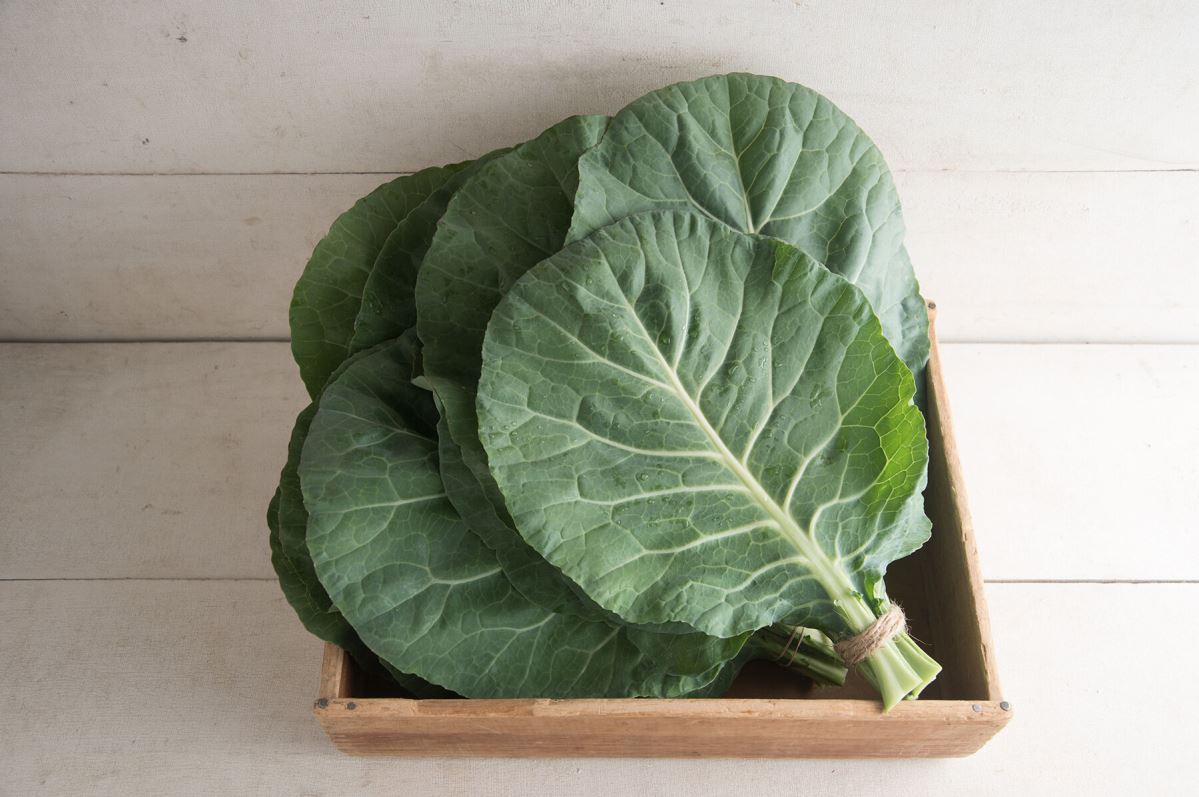 Flash – Collard Seed