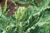 Imperial Star – Artichoke Seed
