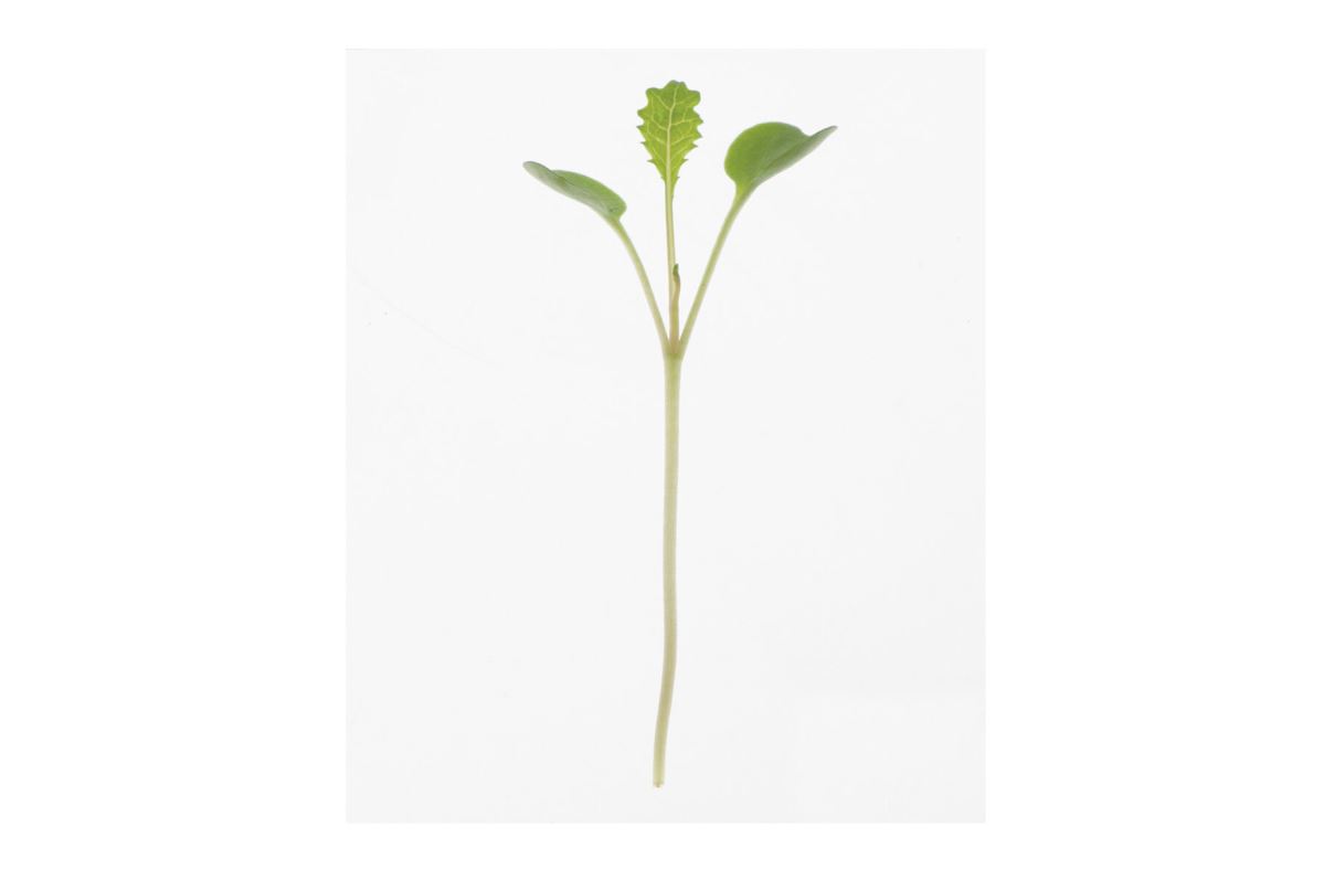 Kale, Toscano – Microgreen Seed
