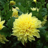 Kelvin Floodlight Dahlia