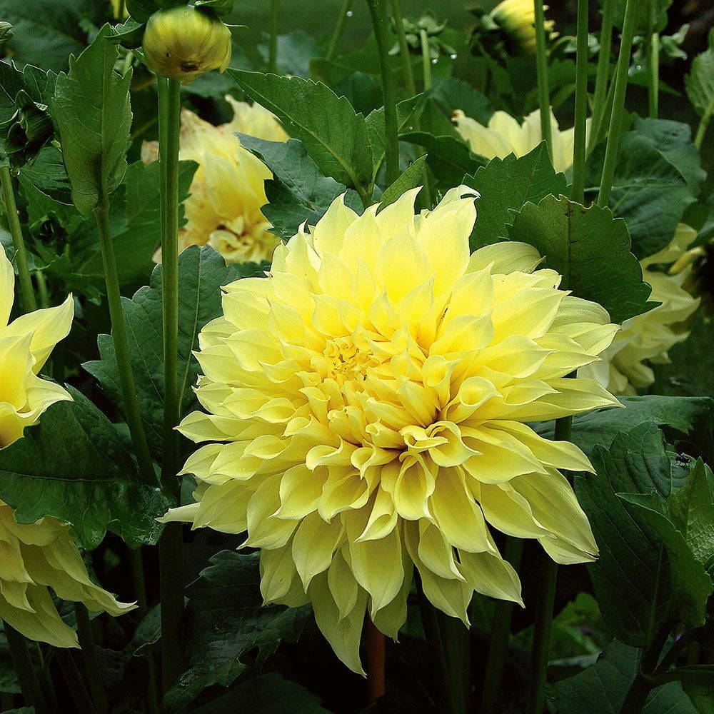 Kelvin Floodlight Dahlia