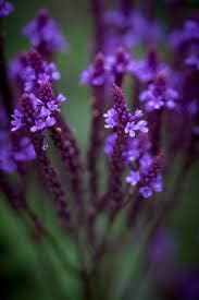 Organic Heirloom Non-GMO Blue Verbena Seeds for Planting – Fragrant Garden Blooms