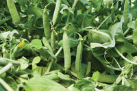 Maxigolt – Pea Seed