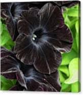 Rugosa Rose Heirloom Non-GMO Seeds for Planting