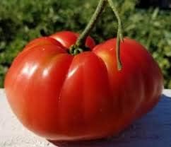 Large Red Tomato Solanum lycopersicum for planting in vegetable patch