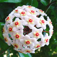 Egrow Hoya Carnosa Flower Seed