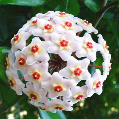 Egrow Hoya Carnosa Flower Seed