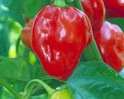 Scotch Bonnet Pepper Vegetable Seeds for Planting - 100 pcs