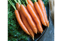 Nelson – Carrot Seed