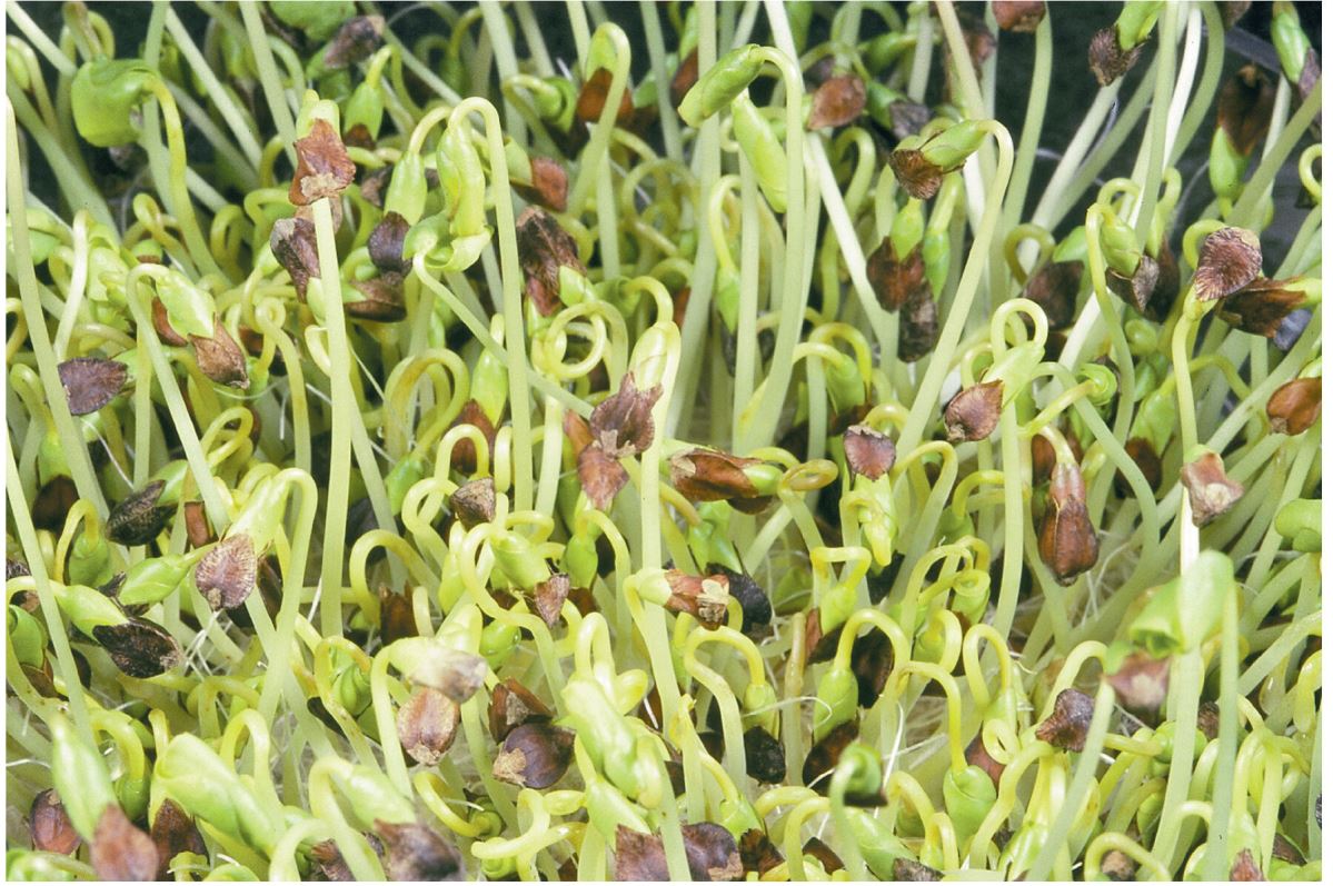 Buckwheat – Organic Shoot Seed